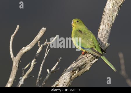 Orangenbauchpapagei (Neophema chrysogaster) Jungtier auf einem Zweig, Tasmanien, Australien, Ozeanien Stockfoto