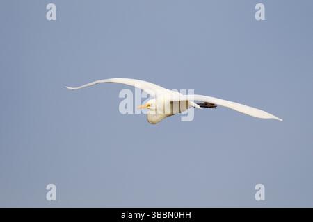 Großreiher (Ardea alba modesta), Victoria, Australien, Ozeanien Stockfoto
