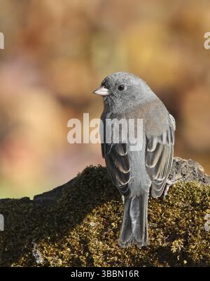 Dunkeläugige Junco, Junco hyemalis, thront auf einem moosigen Baumstamm im Herbst, Saskatchewan, Kanada, Nordamerika Stockfoto