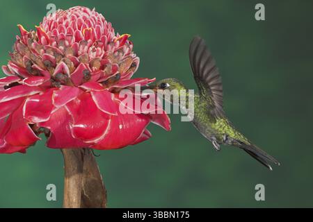 Grün gekröntes Brilliant (Heliodoxa jacula), Costa Rica, Mittelamerika Stockfoto
