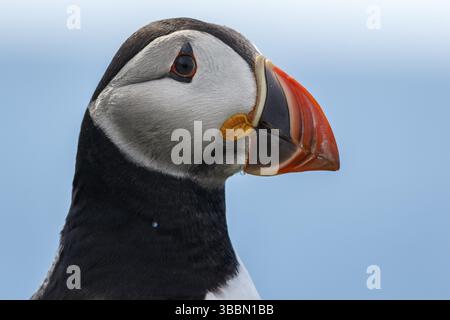 Atlantischer Puffin (Fratercula artica), Erwachsenenporträt, Schottland, Vereinigtes Königreich, Europa Stockfoto
