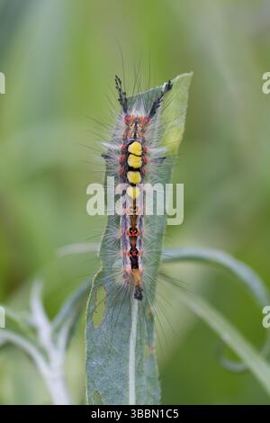 Orgyia antiqua - Rusty Tussock Moth - Schlehen-Büerstenspinner, Deutschland (Rheinland-Pfalz), imago Stockfoto