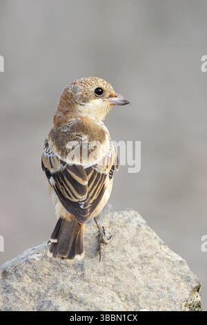 Rotkopfwuerger, Woodchat Shrike, Lanius Senator, Pie-grieche a tete rousse, Alcaudon Comun Stockfoto