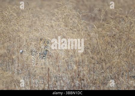 Leopard (Panthera pardus), Erwachsener, der sich versteckt in Hochrasen, Sabi Sands, Südafrika, Afrika Stockfoto