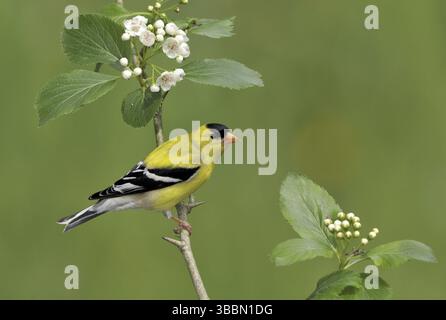 Amerikanischer Goldfinch (Spinus tristis) männlich, British Columbia, Kanada, Nordamerika Stockfoto