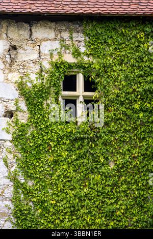 Efeu-bedeckte Fassade und Fenster der Burg Ribnik im Dorf Ribnik, Kreis Karlovac, Kroatien, Europa Stockfoto