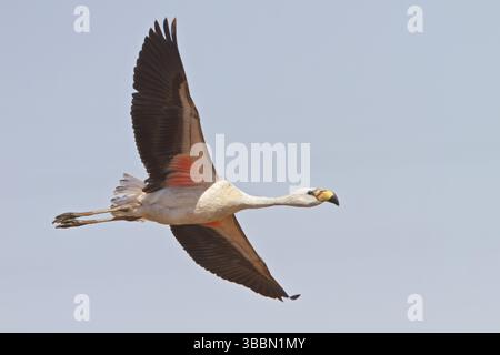 James's Flamingo (Phoenicopterus jamesi) im Flug in Bolivien, Südamerika Stockfoto