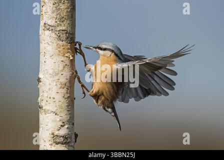 Eurasische Nuthatch (Sitta europaea) Spreitende Flügel, Aostatal, Italien, Europa Stockfoto