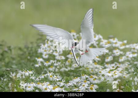Arktische Tern (Sterna paradisaea) fliegen über eine blühende Wiese mit einem Sandaal im Schnabel, Island, Europa Stockfoto