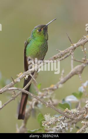 Rotschwanzkomet (Sappho sparganura) thront auf einer Zweigstelle in Bolivien, Südamerika Stockfoto