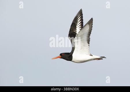 Eurasischer Austernfänger (Haematopus ostralegus) fliegt, Smaland, Schweden, Europa Stockfoto