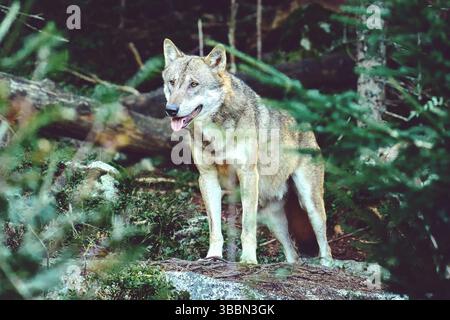Grauer Wolf, der im Wald steht Stockfoto