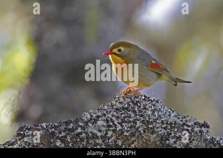 Leiothrix, Leiothrix lutea Stockfoto