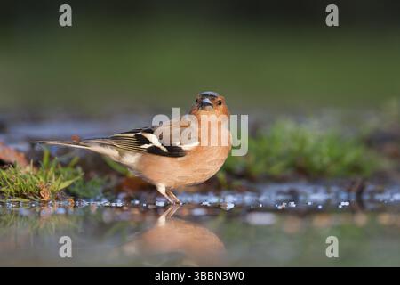 Buchfink - Fringilla coelebs ssp. Coelebs, Deutschland, Erwachsene männlich, Europa Stockfoto