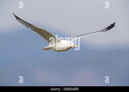 Mittelmeermoewe, Westliche Gelbbeinmöwe, Mittelmeer Gelbbeinmöwe, Gelbbeinmöwe, Larus cachinnans michahellis, Larus michahellis Stockfoto