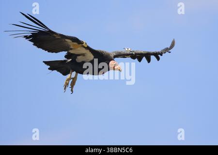 California Condor Gymnogyps californianus South Rim Grand Canyon, Arizona, USA 17. Juli erwachsene Cathartidae gefährdete Arten Stockfoto