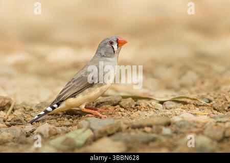 Zebrafinke (Taeniopygia guttata castanotis) weiblich, Northern Territory, Australien, Ozeanien Stockfoto