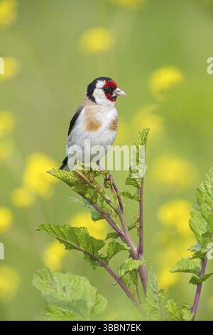 Stieglitz, Distelfink, Eurasischer Goldfinch, Goldfinch, Europäischer Goldfinch, Carduelis carduelis, Chardonneret elegant, Chardonneret, Jilguero Stockfoto