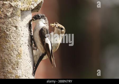 Europäischer Rattenfänger (Ficedula hypoleuca), Niedersachsen, Deutschland, Europa Stockfoto