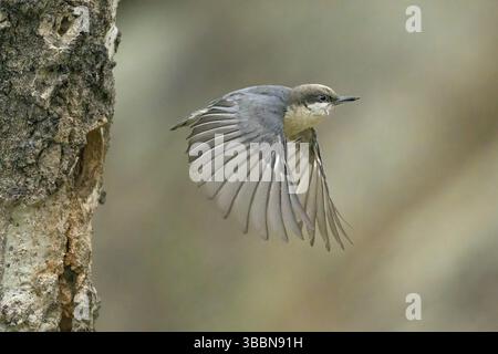 Pygmy Nuthatch (Sitta pygmaea) fliegt aus der Nisthöhle, Colorado, USA, Nordamerika Stockfoto