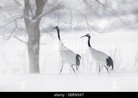 Tanzendes Paar Rotkronenkran, Schneesturm, Hokkaido, Japan. Vogel im Flug, Winterszene mit Schnee. Schneetanz in der Natur. Wildlife-Szene aus verschneiten n Stockfoto