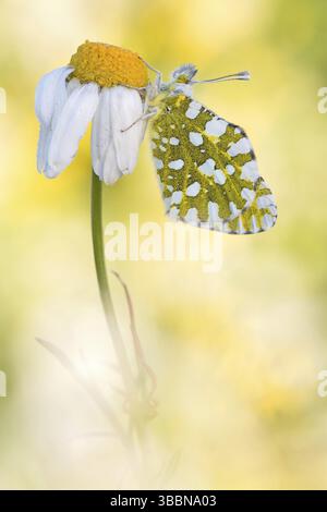 Östlicher Weißer Schmetterling (Euchloe ausonia) auf Blume, Sizilien, Italien, Europa Stockfoto