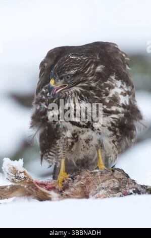 Bussard (Buteo buteo), Thüringen, Deutschland, Europa Stockfoto