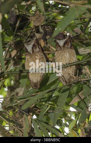 Weißfronteneule (Otus sagittatus), Kaeng Krachan, Thailand, Asien Stockfoto