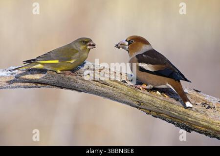 Europäischer Greenfinch & Hawfinch (Chloris chloris & Coccothraustes coccothraustes), Sachsen-Anhalt, Deutschland, Europa Stockfoto
