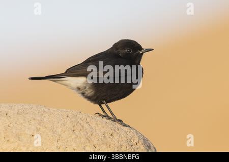 Trauer Wheatear (Oenanthe lugens warriae) auf einem Stein, Eilat, Israel, Asien Stockfoto