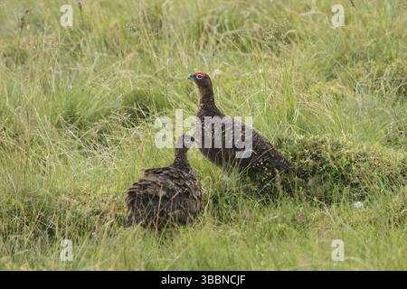 Rothühner (Lagopus lagopus scotica), Scottish Highlands, Vereinigtes Königreich, Europa Stockfoto