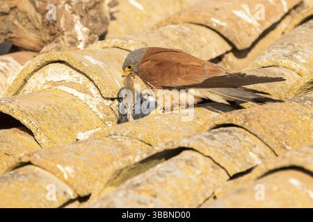 Kleiner Kestrel (Falco naumanni) männlich auf einem Dach mit Mäusebeute im Schnabel, Kastilien-La Mancha, Spanien, Europa Stockfoto