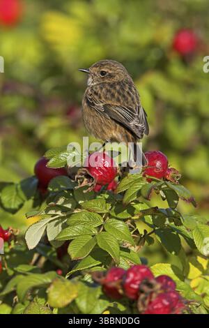 Europäischer Stonechat (Saxicola rubicola) juvenile, Rheinland-Pfalz, Deutschland, Europa Stockfoto