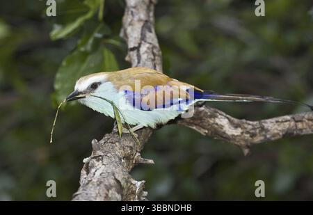 Rackettailed Roller (Coracias spatulatus), Kalifornien, USA, Nordamerika Stockfoto