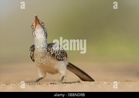 Nordkap, Südafrika, Afrika Stockfoto