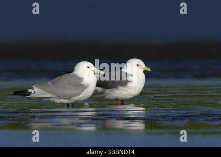 Schwarzbeinige Kittiwake & Rotbeinige Kittiwake (Rissa tridactyla & Rissa brevirostris), Alaska, USA, Nordamerika Stockfoto