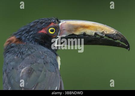 Collared Aracari (Pteroglossus Manlius), Costa Rica, Mittelamerika Stockfoto