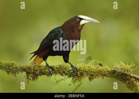Kastanienköpfige Oropendola, Psarocolius wagleri, Porträt eines exotischen Vogels aus Costa Rica, braun mit schwarzem Kopf und glattem Schnabel, klarer grüner Hintergrund Stockfoto