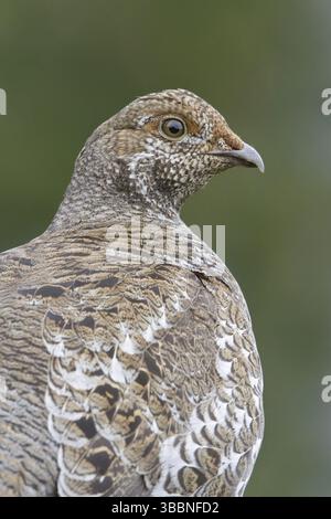 Rußhuhn (Dendragapus fuliginosus) weiblich, British Columbia, Kanada, Nordamerika Stockfoto
