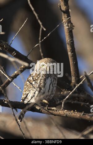 Afrikanisches Barroteiu (Glaucidium capense), Etosha, Namibia, Afrika Stockfoto