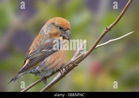 Parrot Gegenwechsel - Kiefernkreuzschnabel - Loxia pytyopsittacus, Deutschland. Männliche Stockfoto