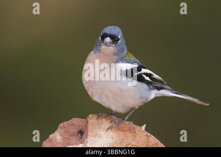 Atlas Chaffinch - Afrikanischer Buchfink - Fringilla coelebs ssp. Africana, Marokko, männlich, Afrika Stockfoto