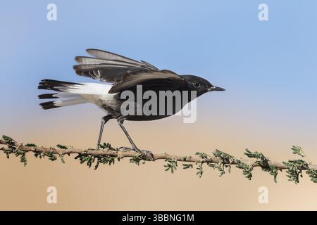 Trauer-Wheatear (Oenanthe lugens warriae) auf einem Zweig, Eilat, Israel, Asien Stockfoto