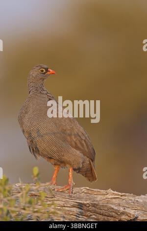 Rotschnabel-Spurvögel (Pternistis adspersus), Oshikoto, Namibia, Afrika Stockfoto