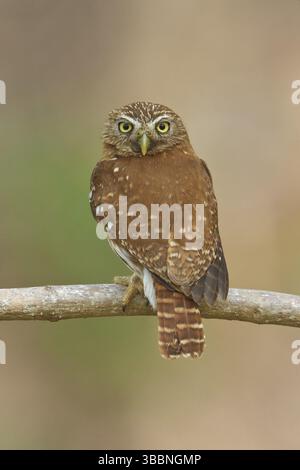 Ferruginöse Pygmieneule (Glaucidium brasilianum), die auf einem Ast in Costa Rica thront Stockfoto