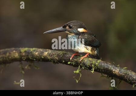 Blauer Eisvogel (Alcedo euryzona), männlich auf einem Ast, Selangor, Malaysia, Asien Stockfoto