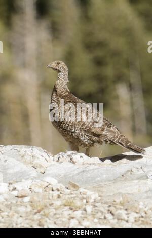 Rußhuhn (Dendragapus fuliginosus) weiblich, Kalifornien, USA, Nordamerika Stockfoto