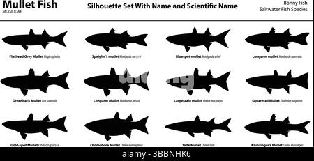 Meeräsche Silhouette Vektor-Set mit allgemeinen und wissenschaftlichen Namen | Mugilidae Artendiagramm Stock Vektor