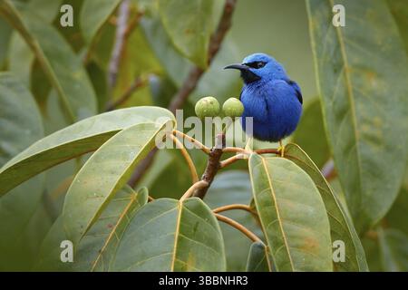 Blauer tropischer Vogel, Nahaufnahme Porträt. Leuchtender Honigschnäler, Cyanerpes lucidus, Tierwelt aus Costa Rica. Schöner exotischer forerster blauer Vogel mit Gelb Stockfoto