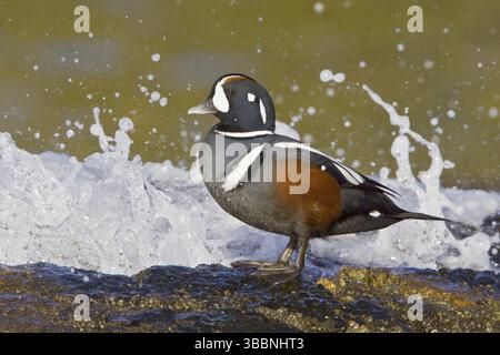 Harlequin Duck (Histrionicus histrionicus) männlich, British Columbia, Kanada, Nordamerika Stockfoto